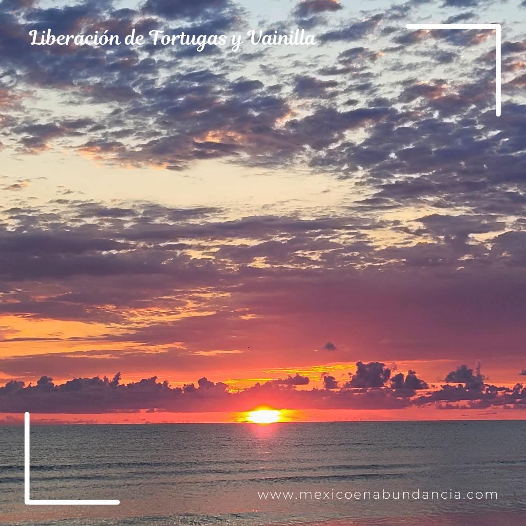 Liberación de Tortugas y Vainilla 6