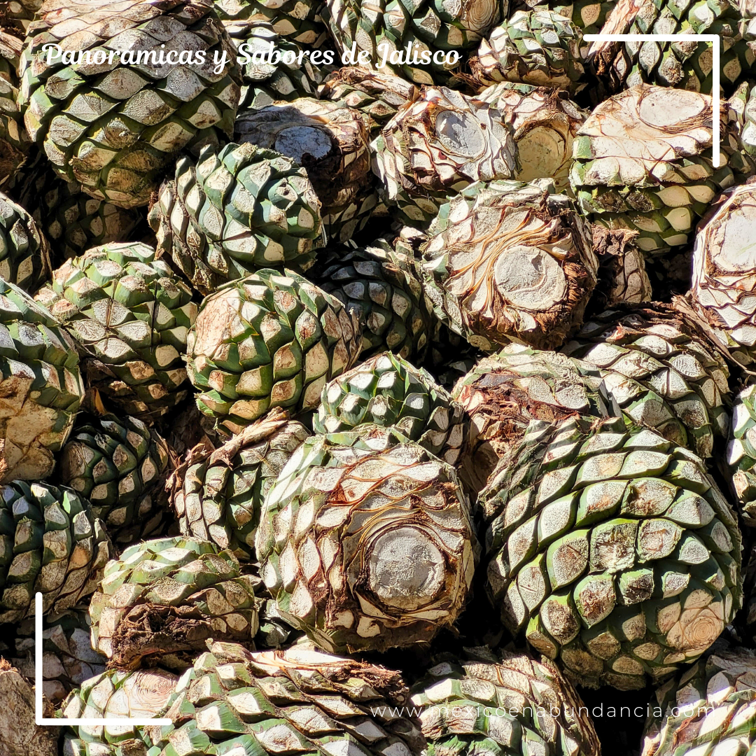 Panorámicas y Sabores de Jalisco 4