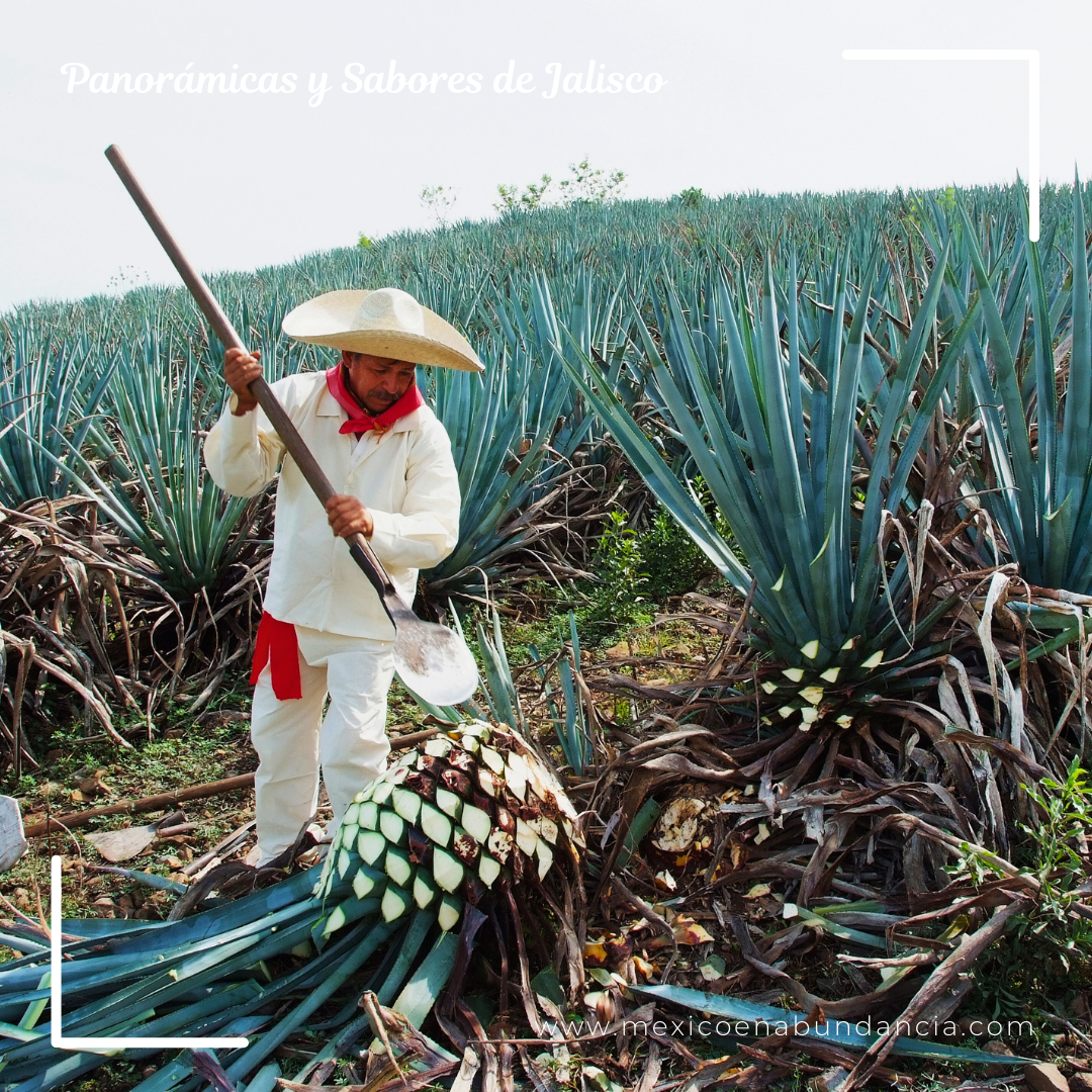 Panorámicas y Sabores de Jalisco 9